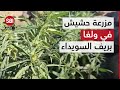 مقاتلو العشائر يعثرون على مزرعة تحتوي على الحشيش داخل إحدى المنازل في منطقة ولغا بريف السويداء مقاتلو العشائر يعثرون على مزرعة تحتوي على الحشيش داخل إحدى المنازل في منطقة ولغا بريف السويداء