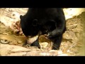 Sun Bear Diet | Sunbearo Feeds On Beetles One Of His Favourite Foods | BSBCC