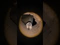 Groundhog POV: I Found the Hidden Lower Chamber