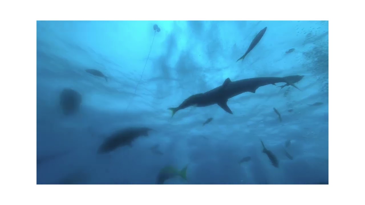 Diving with Feeding Sharks in the Bahamas 🤔😳😎