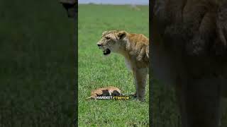 Aslan Ve Yavru Ceylan.