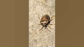 insectenwerend middel #insecticida #insecten
