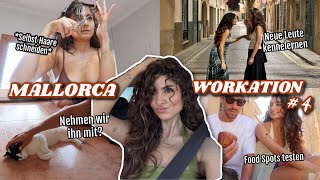Haare schneiden, Katze mitnehmen, neue Leute treffen &&& - MALLORCA WORKATION 4