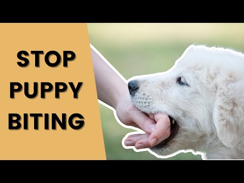 Stop Puppy Biting Without Saying No or Ouch on Repeat
