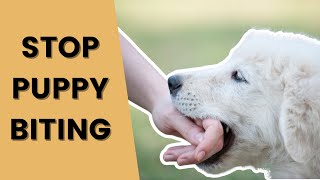 Stop Puppy Biting Without Saying No or Ouch on Repeat