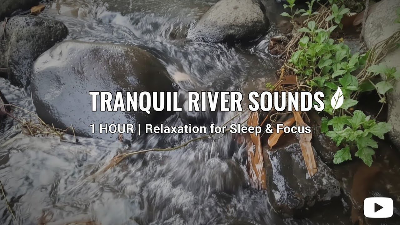 Deep Forest Creek: 1 Hour of Uninterrupted Nature