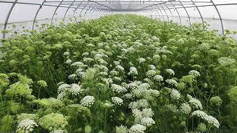 GreenHouse Hybrid Carrot2 Seed Production