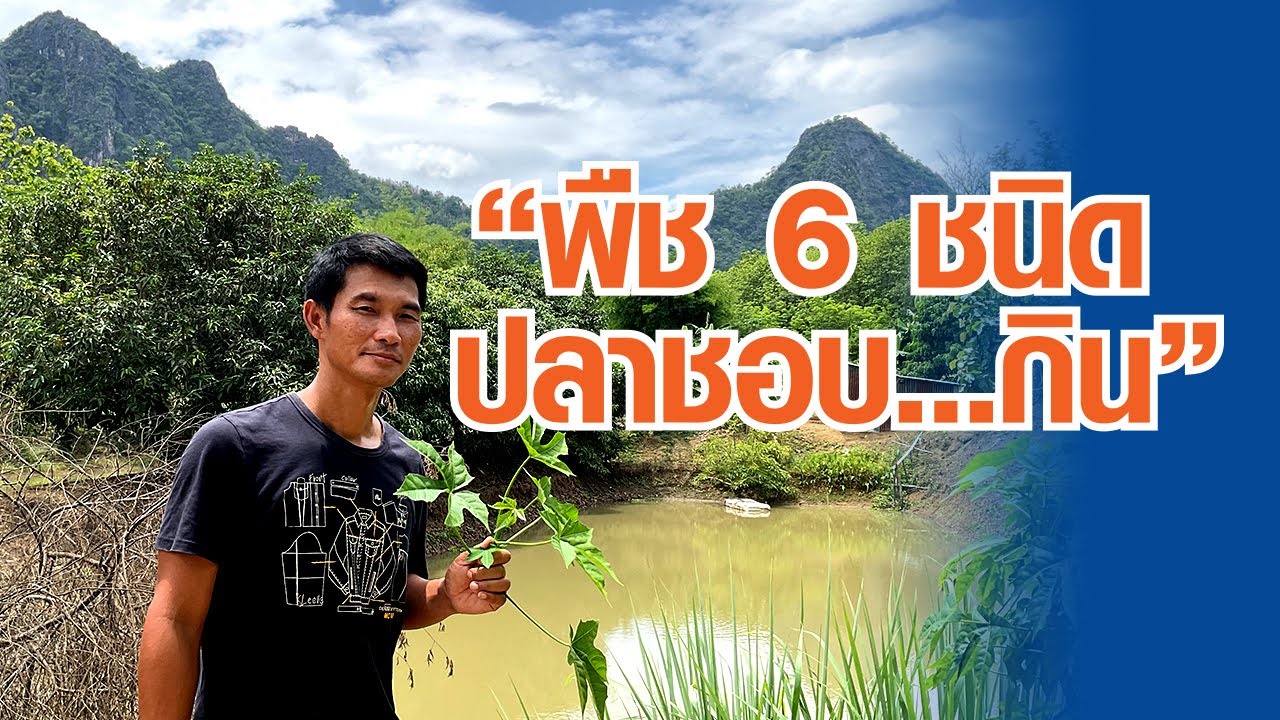 พืช 6 ชนิด ปลาชอบกิน ควรปลูกรอบบ่อสระ