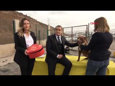 Video: Kahraman Köpekler