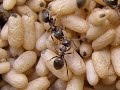 Муравьиная ферма(ant farm). Новичкам. Lasius niger