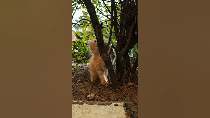 Video 1923481: animal cat pet kitten, cat kitten cute pets, cat kitten pets funny, wild cat pet, cats animals sweetness