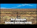 Hart Mountain National Antelope Refuge: A wildlife safari, Oregon