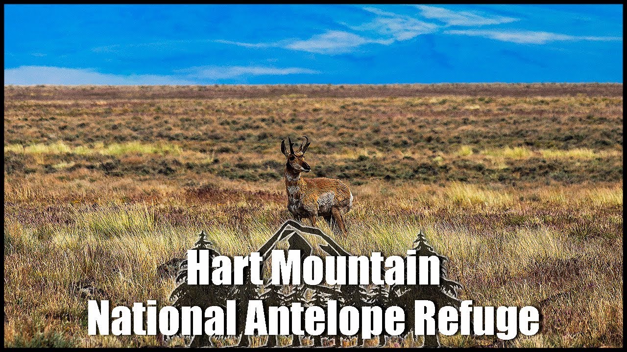 Hart Mountain National Antelope Refuge A wildlife safari, Oregon YouTube