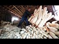 Amazing luffa farming and harvesting  how luffa sponges are made  loofa cultivation process