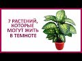 🔴  7 КОМНАТНЫХ РАСТЕНИЙ, КОТОРЫЕ ПРЕКРАСНО РАСТУТ В ТЕМНЫХ УГОЛКАХ КОМНАТЫ!  ★ Women Beauty Club