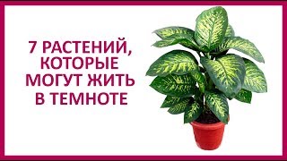 Комнатные Растения Для Темных Помещений Неприхотливые Фото