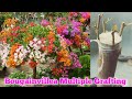 How to graft Bougainvillea//Make multicolour Bougainvillea on a tree using Bark Grafting//Baganbilas