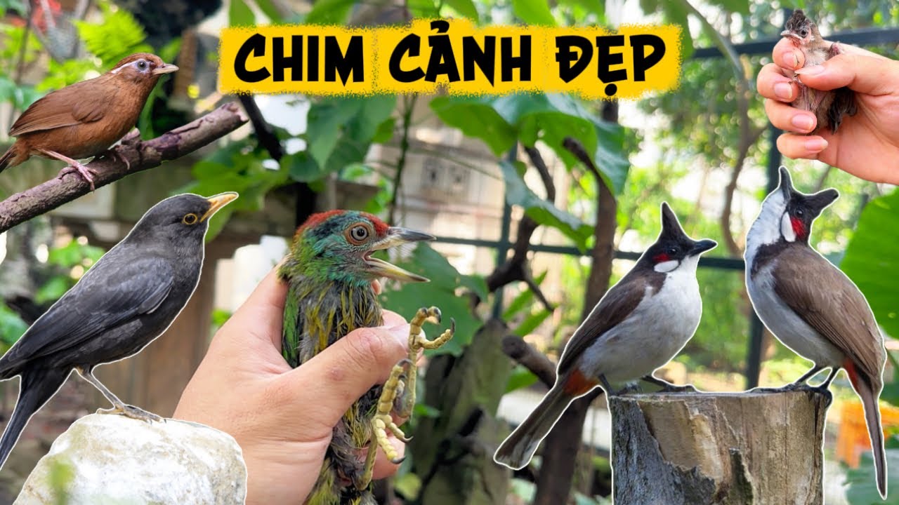 Thả chim CU RỐC ĐẦU ĐỎ & HỌA MI TRỐNG ra Aviary 10m2 & Phóng sinh chim HOÉT ĐEN || Đạt Bird TV