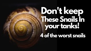 Top 4 Aquarium Snails to Avoid 😱(Don