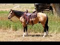 Diamond-McNabb Ranch Horse Sale 2021 |  Preview Part 1  |  Hip #1-28  |  dmhorses.com