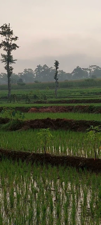 Suara Kodok Sawah Saut Sautan
