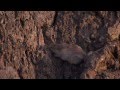 Survival of the Fittest in New Mexico's Valley of Fire: Lessons from Rock Pocket Mice