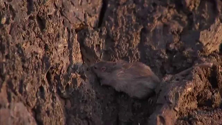 Natural Selection and the Rock Pocket Mouse — HHMI BioInteractive Video - 天天要聞