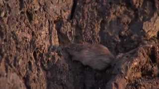 Natural Selection and the Rock Pocket Mouse — HHMI BioInteractive Video