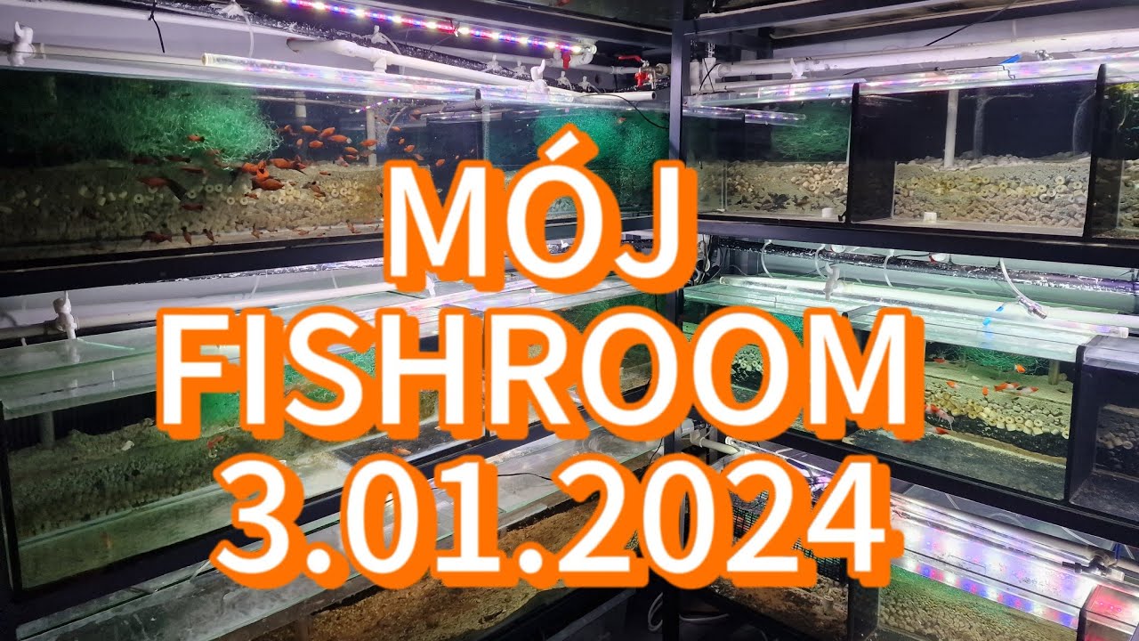 Pokój pełen ryb tropikalnych:) 3.01.2024