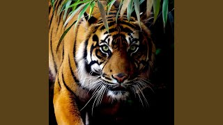 Harimau Mengaum