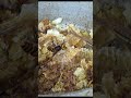 Praying Mantis Attacks Giant Hornet