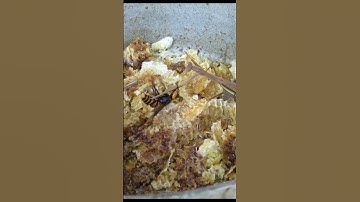 Praying Mantis Attacks Giant Hornet