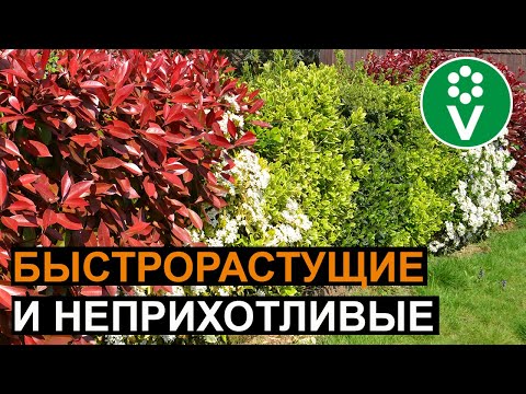 Видео: Уход за живой изгородью – какие есть хорошие сорта роз для живой изгороди