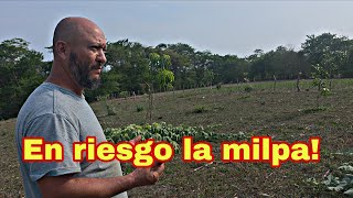 Asi va construcción  de la GALERA para las GALLINAS 