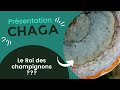 Présentation Du CHAGA Le Roi Des Champignons Présentation Du CHAGA Le Roi Des Champignons