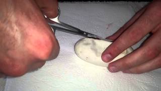 Famous Cutting Clutch #2 in 2015 Ball Python season! Wealth