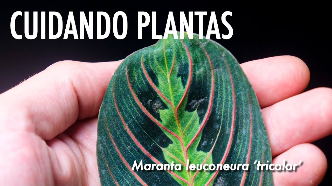 CUIDANDO Plantas: Maranta leuconeura tricolor.