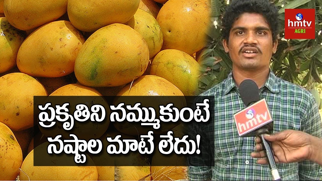 Ulavapadu Variety Mango Cultivation Natural Farming hmtv Agri YouTube