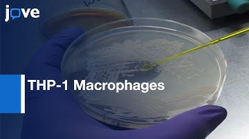 THP-1 Macrophages Intracellular Behaviour Study | Protocol Preview
