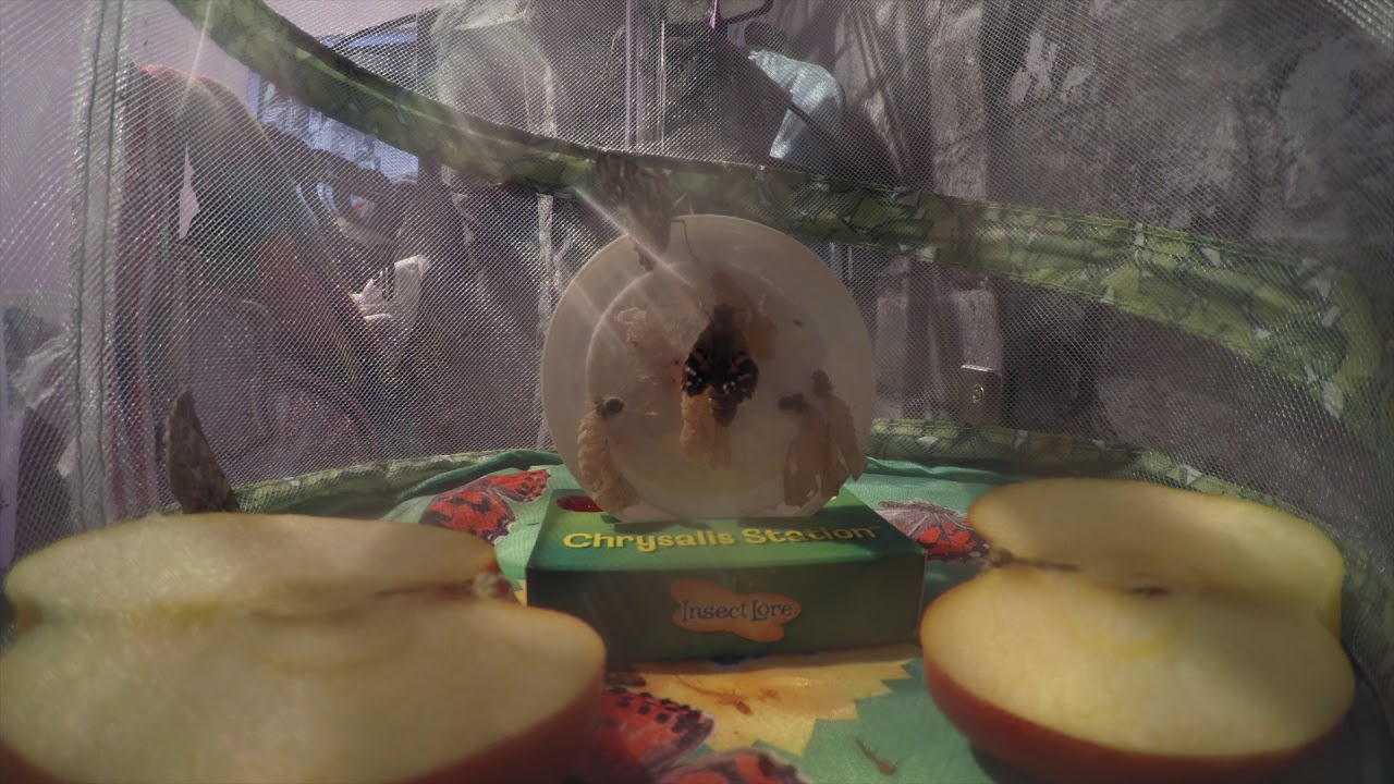 Insect Lore butterfly hatching from chrysalis