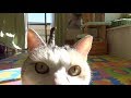 どうしてもアップで映りたい猫【ネコ吉LIFE】Cute Cat Videos part37