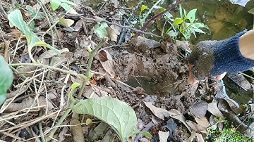 Câu Lươn.( T29 ) Câu Lươn Và Chia Sẻ Cách tìm Hang Lươn Cơ Bản nhất!