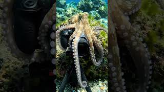 Octopus Attacks Underwater Camera! 🐙 Incredible Ocean Encounter