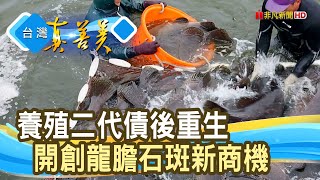 “龍膽石斑”債後重生路饗魚樂【台灣真善美】2024.05.12