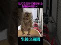 仔猫の困り顔が可愛すぎ!! #shorts