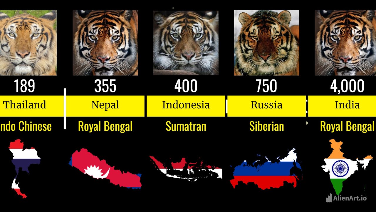 Comparison Tiger Population by Country 2024 🐅 YouTube
