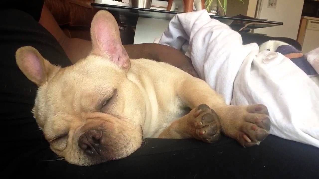 french bulldog snoring