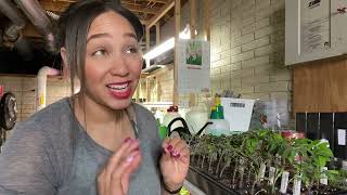 How Did These Tomato Seedlings Do? Uppotting And Chatting | Gardening Vlog