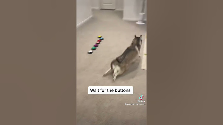 Sapphie the pomsky gets the zoomies