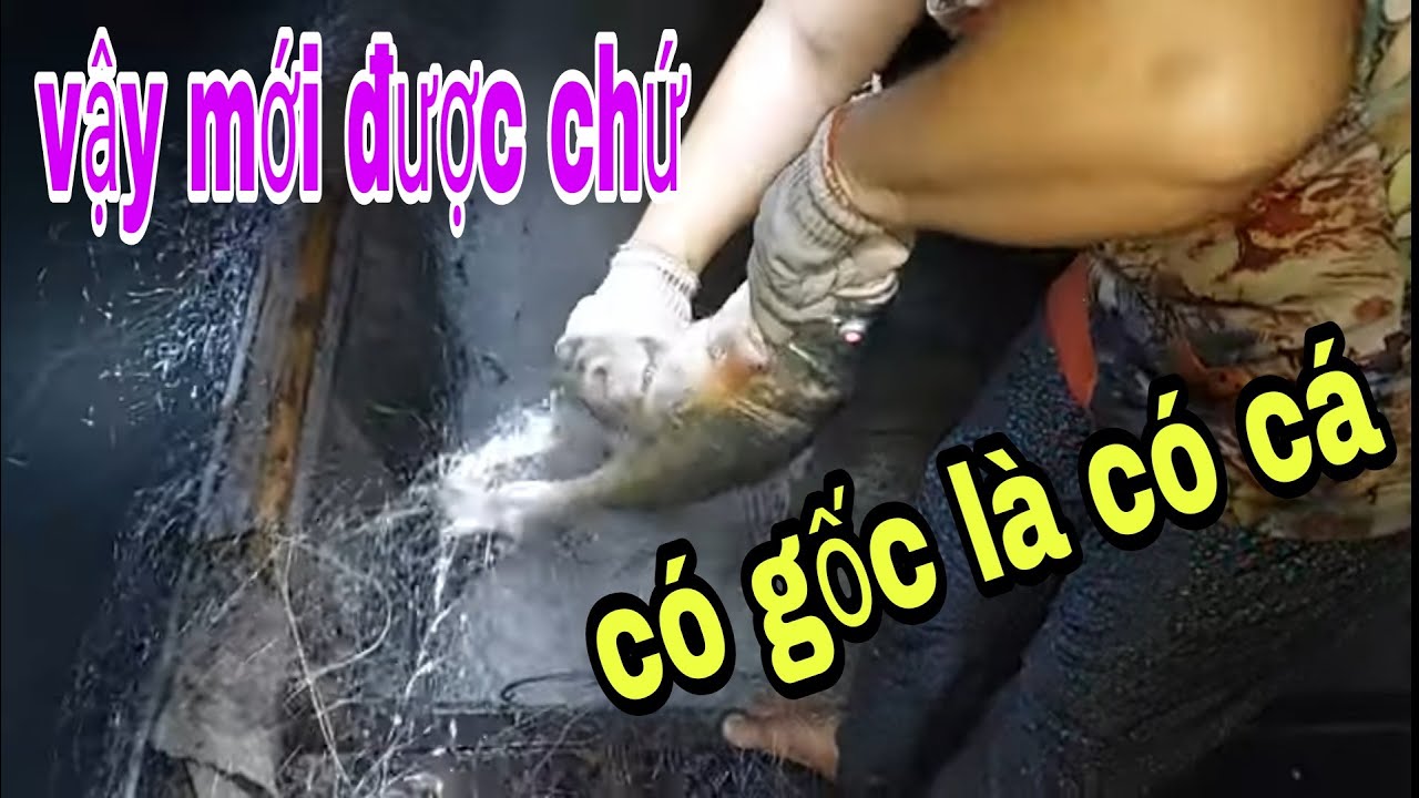 Đang Kéo Lưới Dính Phải Gốc Cây Cổ Thụ Dùng Máy Ủi Mấy... - youtube